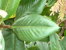 Image result for Triplaris americana