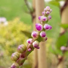 Image result for Basella