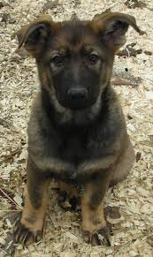 Browse thru german shepherd dog puppies for sale near indianapolis, indiana, usa area listings on puppyfinder.com to find your perfect puppy. Cheap German Shepherd Puppies For Sale In Indiana Petsidi