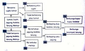 Identifikasi sendiri adalah suatu kegiatan yang sangat dasar di dalam ilmu taksonomi. Klasifikasi Dikotom Dan Kunci Determinasi