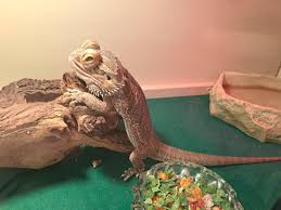 Sick Bearded Dragon: 8 Warning Signals You Can'T Ignore