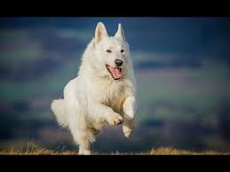 Polarbear white shepherds produce the finest and most beautiful white german shepherd dogs and puppies in north america. German Shepherd Cute White German Shepherd Dogs Cute White Dogs Youtube