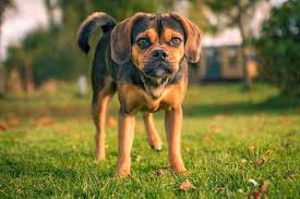 Image result for puggle