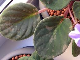 50pcs violet seeds african violet plants seeds indoor balcony flowers plant for home garden easy to plant flower plant flower plants seeds. Help With African Violet Leaves With Spots