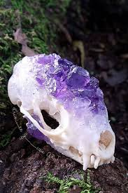 Crystal Headed Animal Skull Crystal Skull Animal Skulls Bone Art