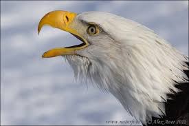 Maybe you would like to learn more about one of these? Amerikaanse Zeearend Foto S Beelden