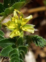 Image result for Tribulus terrestris