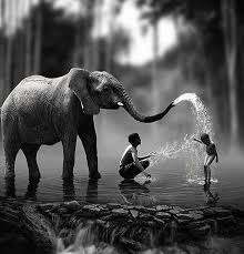 Beautiful Black And White Elephant Pictures Pin By Buck Off Magazine On Animals Animals Black And White Photography Elephant