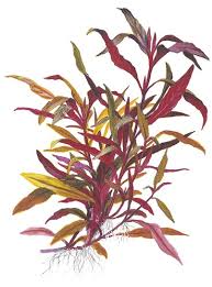 Альтернантера зубчатая (alternanthera dentata) purple knight (deep purple) raw 100 шт. Alternanthera Reineckii Pink Tropica Aquarium Plants