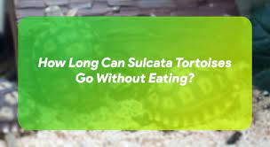 How Long Can Sulcata Tortoises Go Without Eating Turtleowner Com