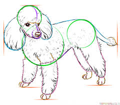 Follow along to learn how to draw a cute cartoon poodle easy, step by step art tutorial. How To Draw A Poodle Poodle Sketch Made Easy