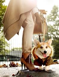 Corgi puppies for sale ny state. The Most Exclusive Dog Parks Of New York City Corgi Dog Park Nyc Dogs