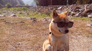 Search, discover and share your favorite shiba inu gifs. This Is A Fiasco Bro Cute Russian Shiba Dog Becomes Internet Meme Russia Beyond