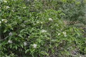 Image result for Pavetta sp. I