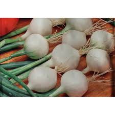 A rare heirloom from southern italy, the barletta has a rich flavor but is mild enough to be eaten raw. De Barletta Pickling Onion Allium Cepa