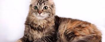 День кошек или день кота праздник неофициальный, но его отмечают во всём мире. Den Koshek V Rossii V 2022 Godu Data Prazdnovaniya Istoriya I Osobennosti