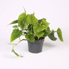 Image result for Sericostachys scandens