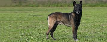 belgian malinois dog breed facts and information wag