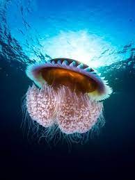 Daily Dozen Photos National Geographic Your Shot Beautiful Sea Creatures Ocean Creatures Ocean Animals