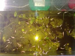 Cara ternak ikan cupang dengan mudah.di video kali ini saya akan berbagi tentang cara ternak ikan cupang hias,ikan cupang yang saya ternak skrang berjenis pe. Cara Membesarkan Ikan Cupang Dengan Cepat Harga Jual Cupang