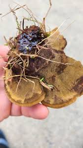 Image result for Polyporus pendulus