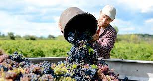 Die weinlese, auch traubenlese oder einfach lese genannt, ist das für die trauben, was für alle anderen nutzgewächse die ernte ist. Weinlese Das Finale Im Weinberg