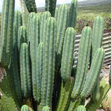 Native to peru, ecuador, bolivia and northern argentina. San Pedro Trichocereus Pachanoi Seeds West Coast Cactus