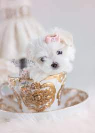 Storybook maltese caters to the selective pet owner that is looking for a high quality akc champion sired maltese puppy, with health guarantee and lifelong support. Toy Maltese Puppies In South Florida At Teacups Puppies And Boutique Teacup Puppies Boutique