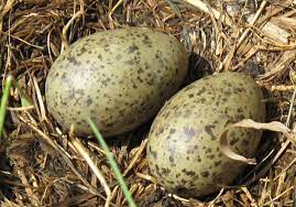 Maybe you would like to learn more about one of these? Eggs Dairy In Scandinavia Daily Scandinavian