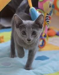Chaton Bleu Russe Malo Bebe Chat Mignon Bleu Russe Korat Bebe Chat