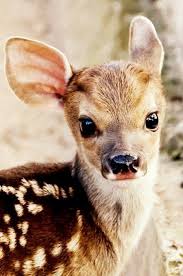 Girl And Deer Poisk V Google Cute Animals Baby Animals Pictures Cute Baby Animals