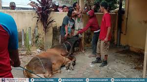 We did not find results for: Kurban Ketua Dpr Dan Wabup Kebumen Partai Golkar Potong Tiga Sapi Kebumen Update