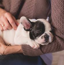 Explore individual health insurance plans from unitedhealthcare. Can Pet Insurance Help Fight Pet Cancer Petcure Oncology