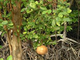 Image result for Xylocarpus