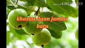 Khasiat buah jambu biji abu muhammad al qiyanji centre. Khasiat Daun Jambu Batu Youtube