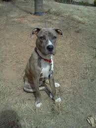 When pup escapes and you demand pup returns to you reward pup when you catch him/her. Pin By Dominique Bruner On Dogs Mixed Breed Dogs Dog Mixes Great Dane Mix