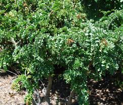 Image result for Schotia afra