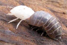 The pill bug is the only crustacean that has become completely adapted to spending its life on land. Pillbugs