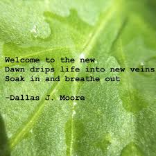 There S Just Something About Water And Leaves Beautiful Another Favorite Haiku Poem Haiku Poems Breath In Breath Out Poems