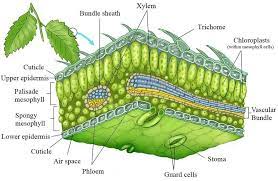 Plants have cells as the basic unit, cells are organised into tissues and in turn the tissues are organised into organs. Figure General Representation Of A Dicot Epidermis The Epidermal Download Scientific Diagram