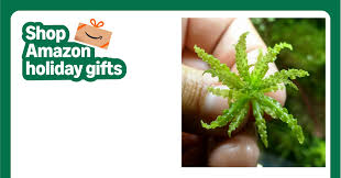 Image result for Pogostemon rogersii