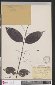 Image result for Pouchetia