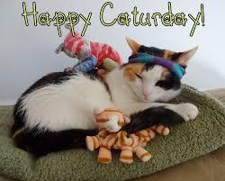Happy Caturday Celebrate National Cat Day On Oct 29th Cat Calico Pets Pet Parent Fun Funny Cute Octobe Caturday Funny Funny Cats Cat Dressed Up