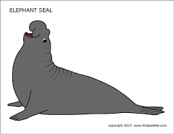 Some are black or dark gray to brown with white rings. Elephant Seal Free Printable Templates Coloring Pages Firstpalette Com