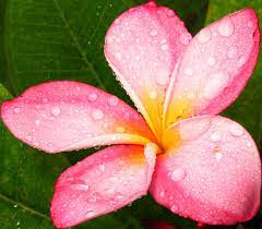 Plumeria Flower Qatar Best Flower Wallpaper