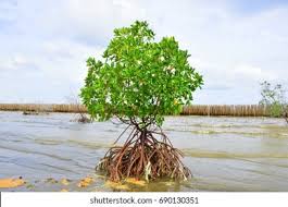 Image result for Rhizophora mucronata