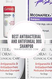 The Best Antibacterial And Antifungal Dog Shampoo In 2019