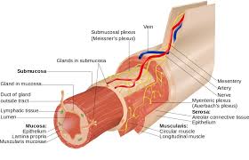 Ity and motility of the smooth muscle myosin were not. Lamina Propria Definition Function And Structure Biology Dictionary