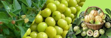 How exactly does garcinia cambogia work? Garcinia Cambogia Precio Opiniones Dr King Com