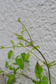 ツルが伸びない 四季咲きクレマチスの 芯止まり って知ってる Garden Note Lovegreen ラブグリーン